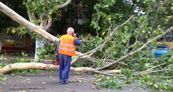 В Одессе упавшая ветка отправила прохожего в больницу