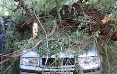 В Ужгороде дерево раздавило три машины