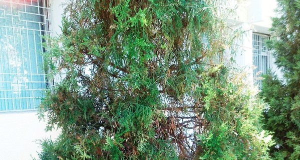 В Ташкенте коммунальщики срочно красят елки в зеленый цвет