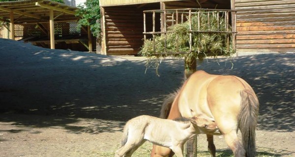 В Киевском зоопарке родился жеребенок Пржевальского