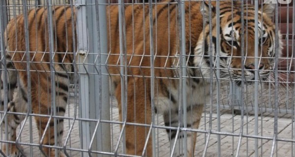 В США тигр несколько минут терзал сотрудницу центра экзотических животных