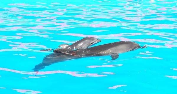 У украинской парочки дельфинов родился 30-килограммовый малыш