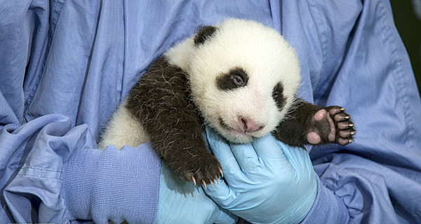 Панда родила в Китае двойню