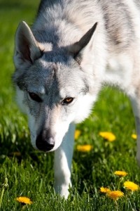 В Ривненской области волчица покусала подростка