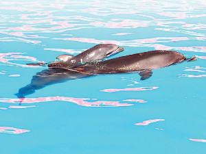 В одесском дельфинарии беби-бум
