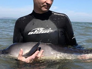 На крымском пляже туристы спасли двух дельфинят