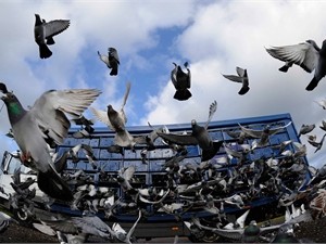 В Донецке голубей замуровали в 