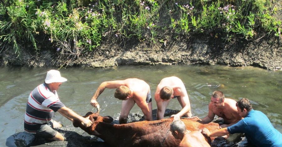 Под Запорожьем спасатели вытащили из реки тонущую корову