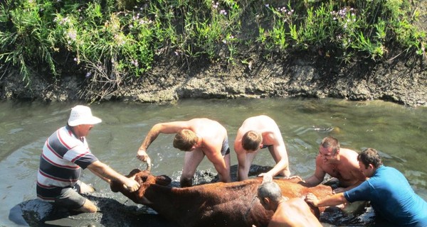 Шесть спасателей вытащили из реки тонущую корову