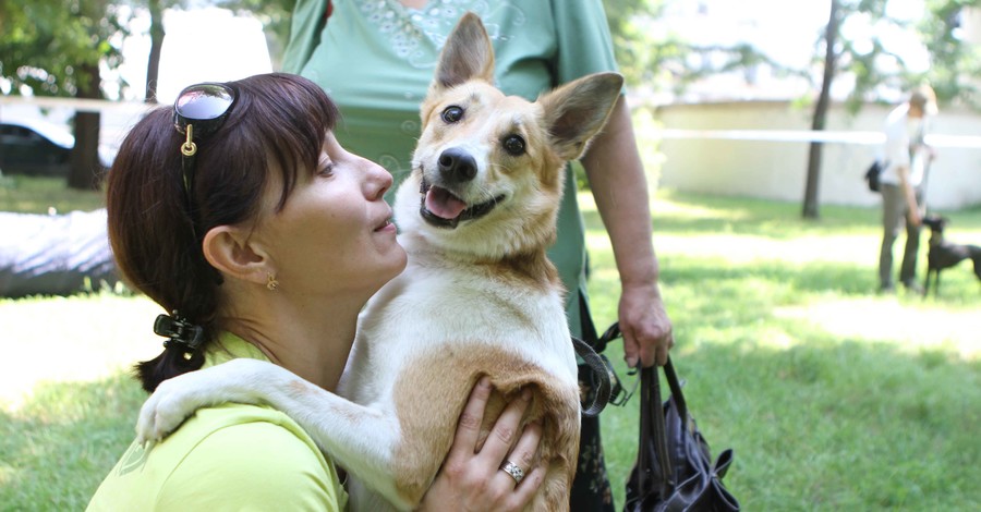 В Днепропетровске массово будут стерилизовать бездомных собак