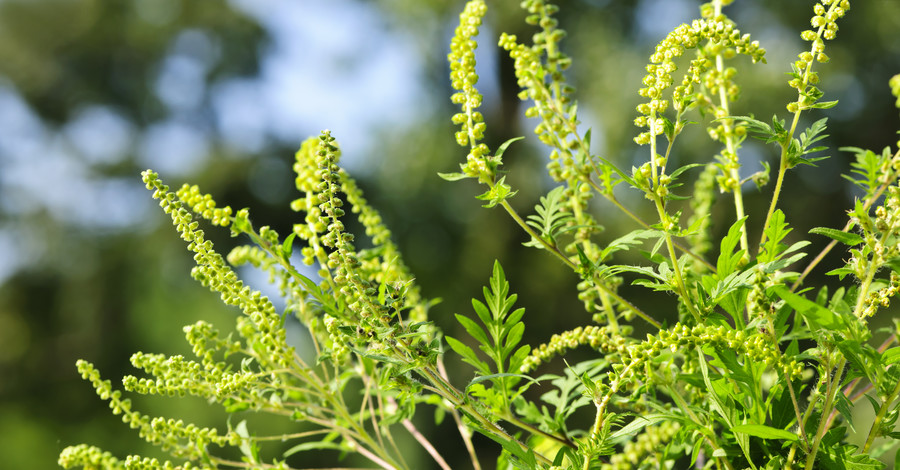 Амброзия пошла войной на аллергиков