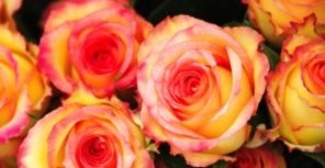 Киевляне так и не увидели обещанных им роз 