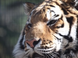 В крымском сафари-парке тигр откусил туристу палец