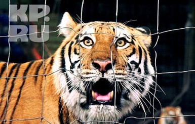 В Индонезии группа мужчин несколько дней сидит на дереве в джунглях, спасаясь от тигров  