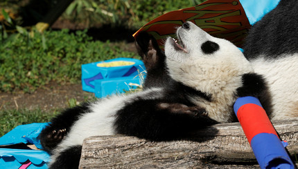 Гигантская панда Фу-Пан