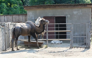 В одесском зоопарке родился 30-килограммовый верблюжонок