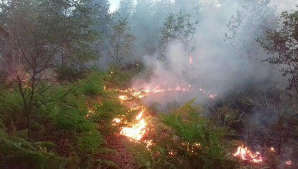 В Украине и-за аномальной жары горят леса 