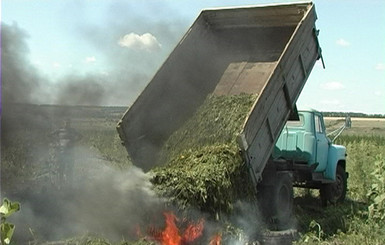Под Харьковом сожгли конопляное поле ценою в 1 миллиард гривен 