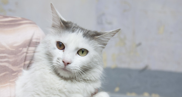 Пьяный десантник из окна расстрелял кошку с котятами 