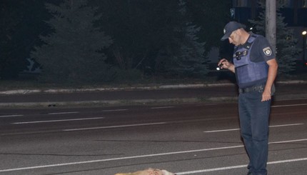 В Днепре водитель сбил собаку и врезался в заправку 