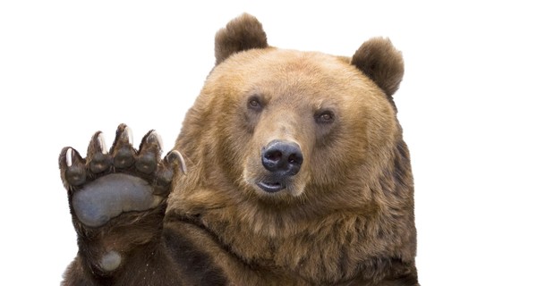 От медвежьих лап девушку спас мобильник 