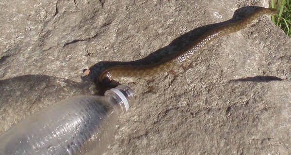 На Херсонщине змея укусила подростка из Беларуси 