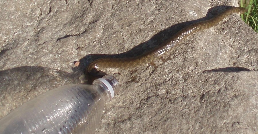 На Херсонщине змея укусила подростка из Беларуси 