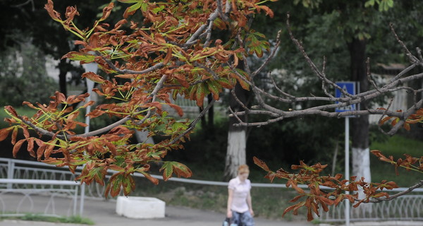 Городские деревья губит паутинный клещ