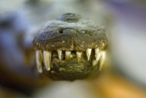 В Таиланде крокодил укусил дрессировщика за голову 