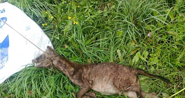 На белорусской ферме убили мутанта, нападавшего на коров