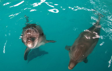 В Севастополе для дельфинов создадут заповедник