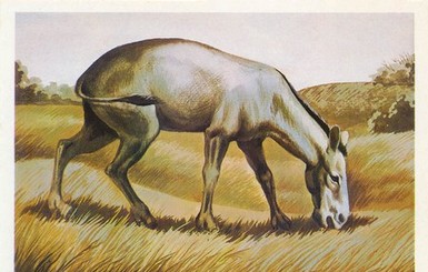 В Крыму нашли лошадь, пролежавшую в земле 7 миллионов лет