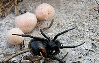 На Херсонщине ядовитые пауки отправили троих в реанимацию 