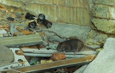 Столичные дома атакуют крысы