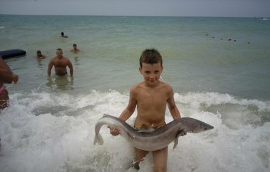 В Крыму пляжники фотографировались с выброшенной на берег акулой, пока та не умерла
