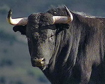 В Черкасской области бык на бойне насмерть забодал хозяина