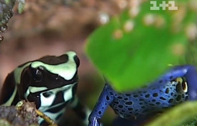 Необычное соседство: в одной из столичных квартир живет полсотни ядовитых жаб  