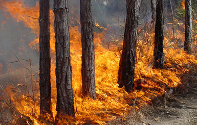 Беларусь запретила украинским грибникам ходить через границу