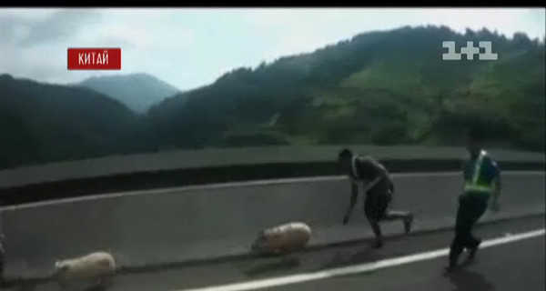 В Китае полиция более часа гонялась за поросятами