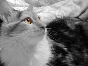 Умершая в ветклинике Енакиево кошка ожила дома