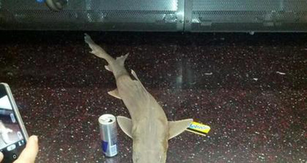 В метро Нью-Йорка нашли мертвую акулу