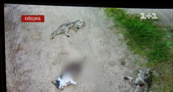 Под Киевом обнаружили жуткий могильник домашних животных