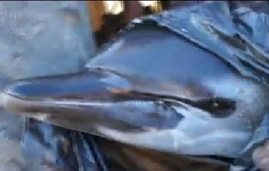 Крымская милиция разыскивает парней, которые вывезли живого дельфина на свалку