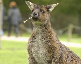 В Австралии кенгуру спасла заблудившегося мальчика 