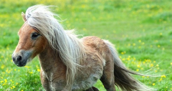 Веселый детский уикенд: делаем мультик, катаемся на пони и шьем кукол (10-11 августа)