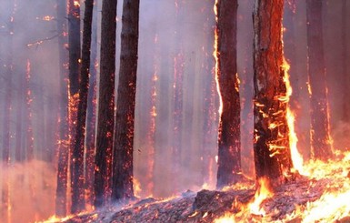 Рядом с украинской границей - масштабный пожар: лес горит вторые сутки