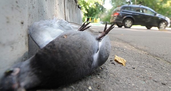 В Москве начали массово гибнуть голуби