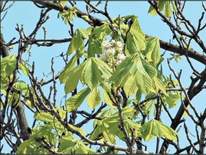 Зеленстроевцы объяснили, почему засохли каштаны в Киеве