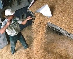 Украина запретила импорт зерна из нескольких регионов России