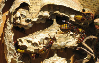 Ровенщину атакуют разъяренные шершни: рой до смерти искусал лесника